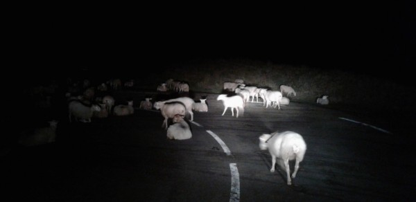 Brebies dispersées sur une route la nuit